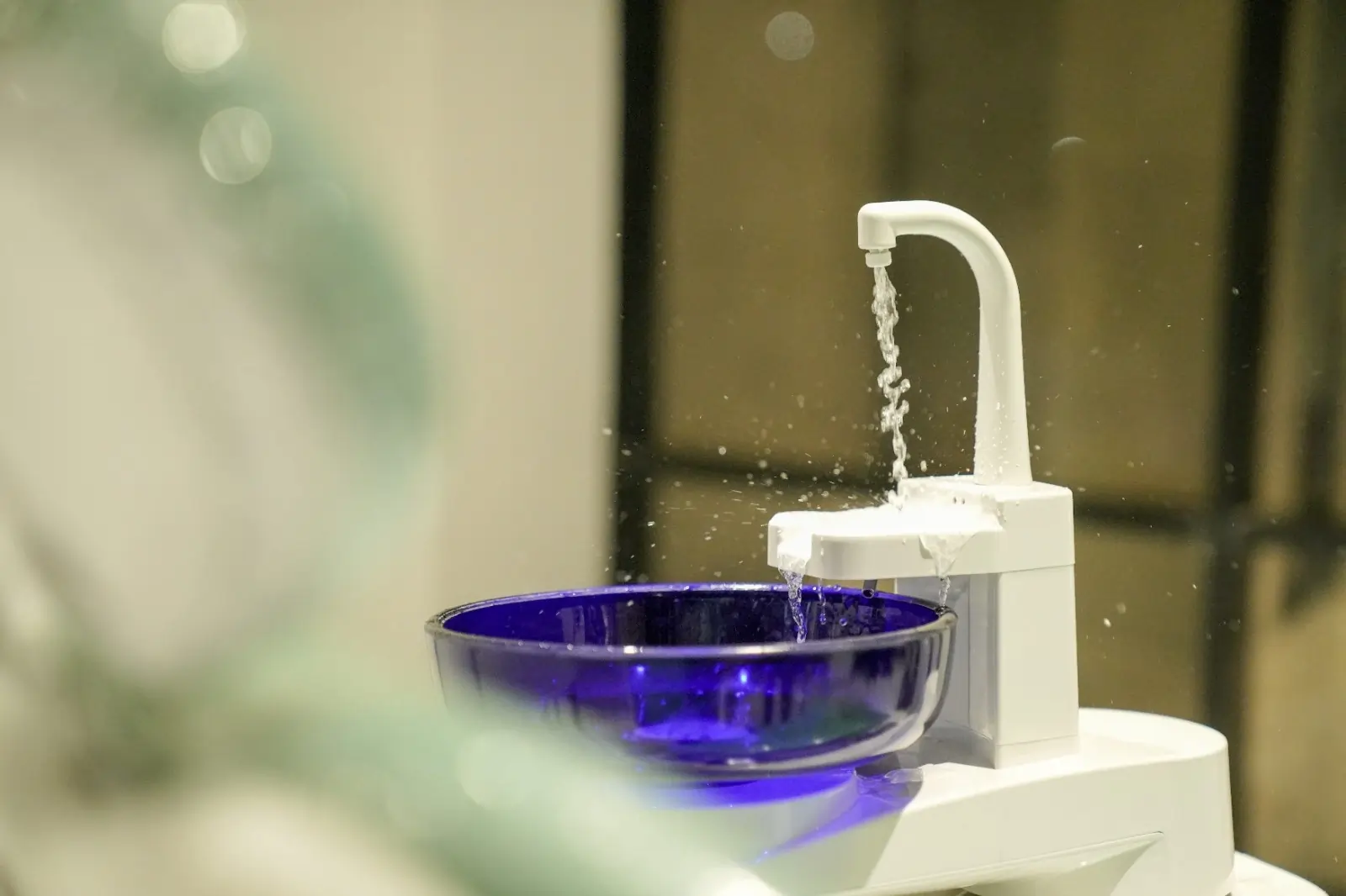 General Dental Health